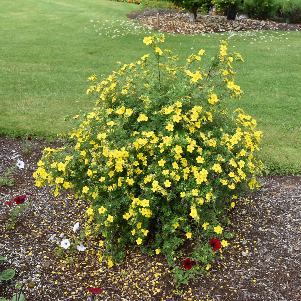 POTENTILLA GOLD STAR