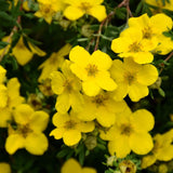 POTENTILLA GOLD STAR