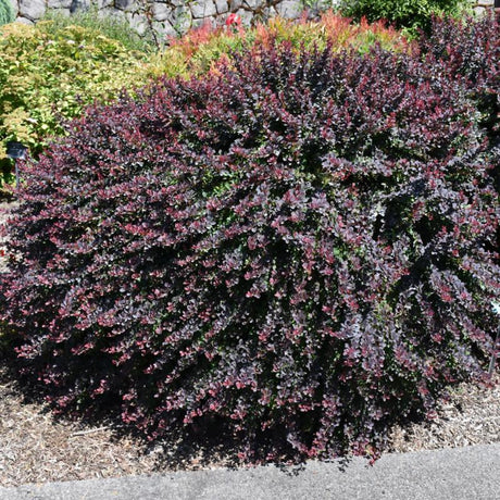 BARBERRY ROYAL BURGUNDY