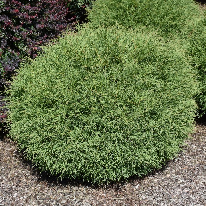 CEDAR BOWLING BALL