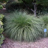 PENNISETUM HAMELN