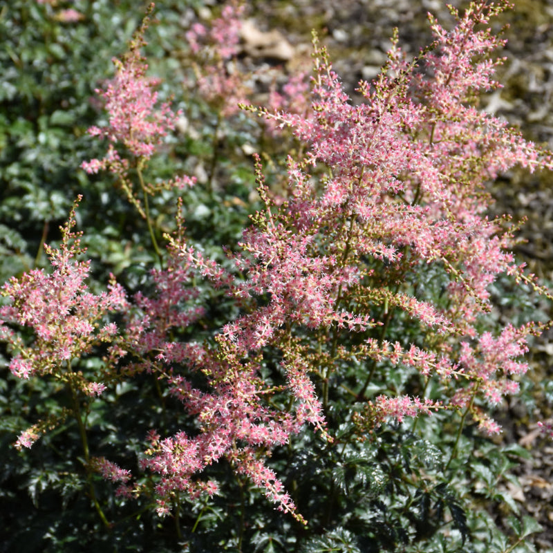 ASTILBE HENNIE GRAAFLAND