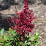 ASTILBE RED SENTINEL