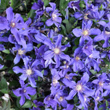 CLEMATIS SAPPHIRE INDIGO