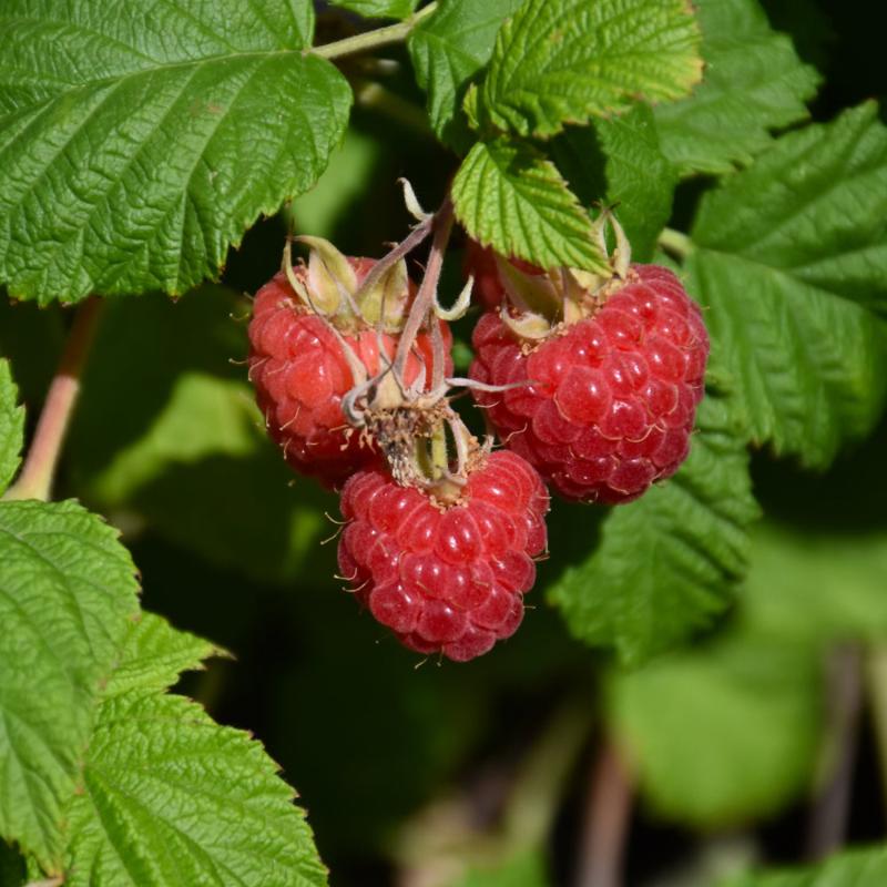 RASPBERRY SHORTCAKE