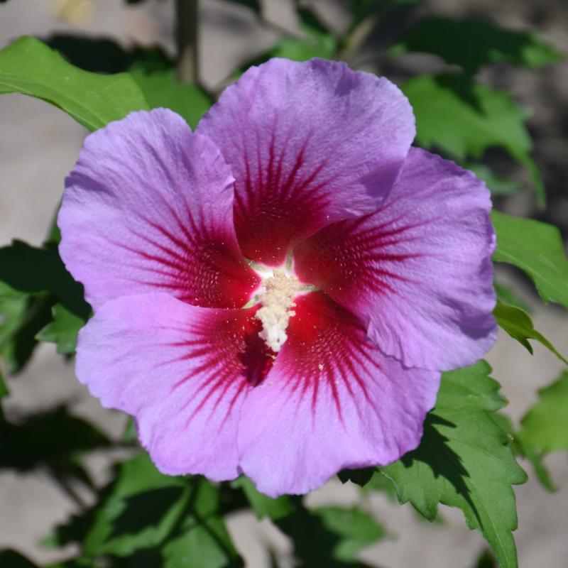 ROSE OF SHARON PURPLE PILLAR