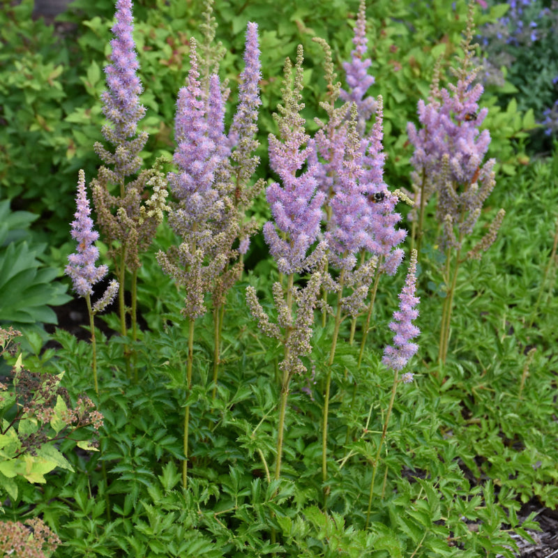 ASTILBE PUMILA