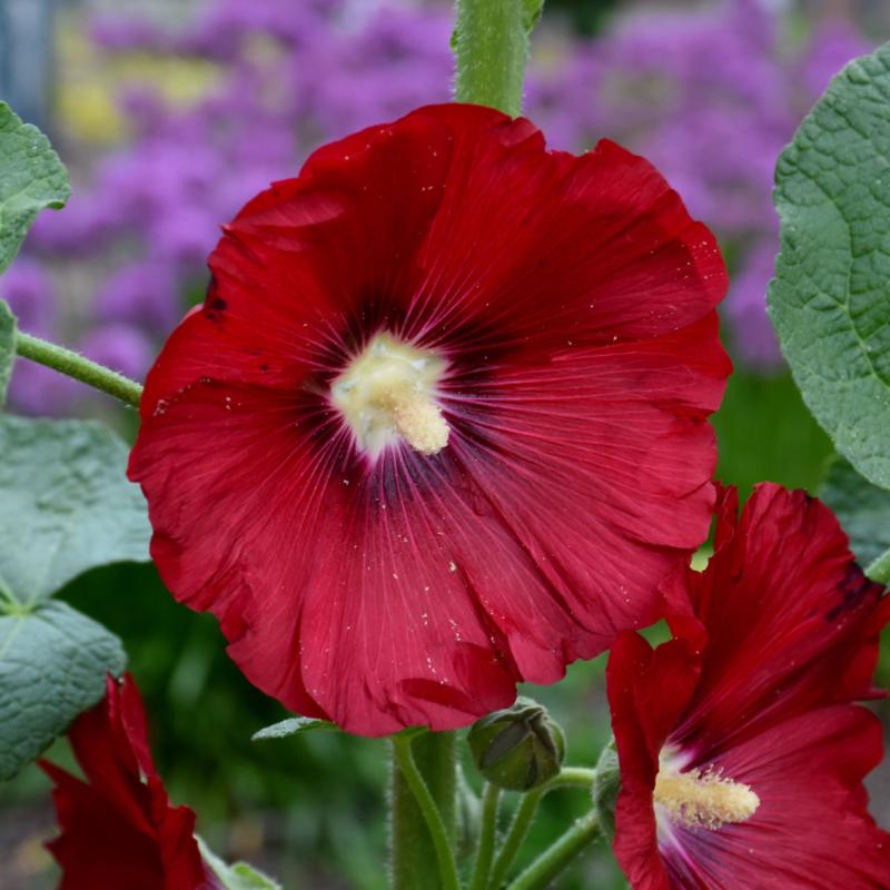 ALCEA SPOTLIGHT MARS MAGIC