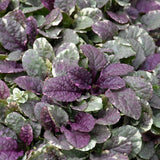 AJUGA BURGUNDY GLOW