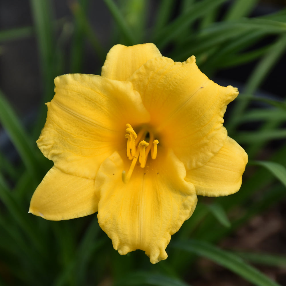 HEMEROCALLIS STELLA DE ORO