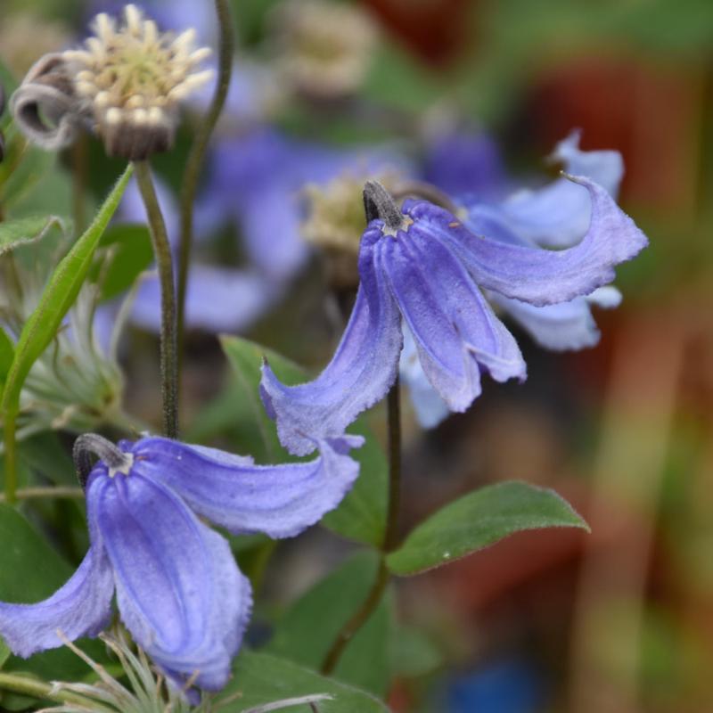 CLEMATIS STAND BY ME