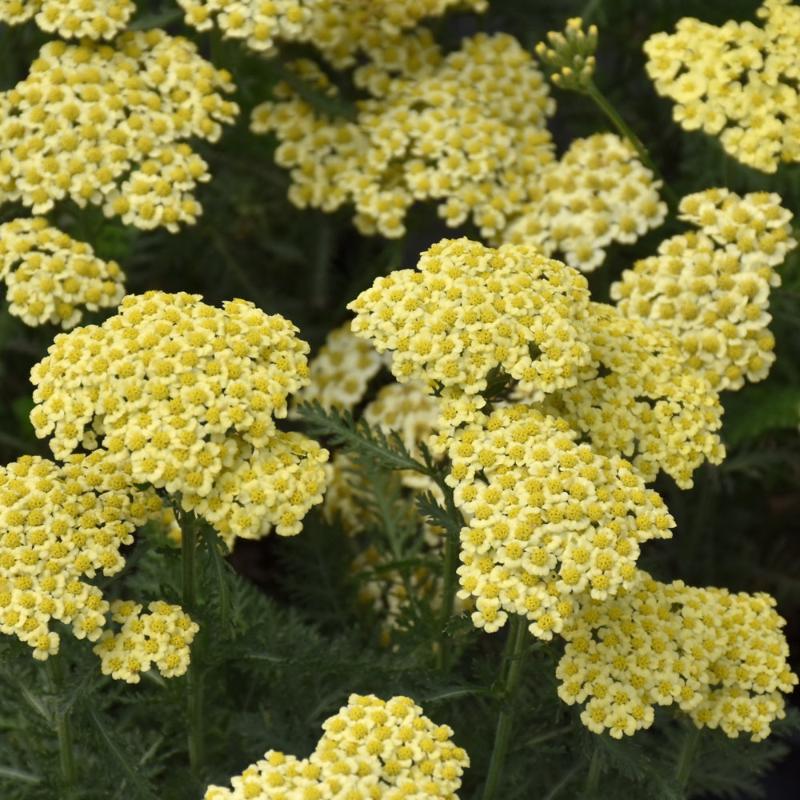 ACHILLEA SUNNY SEDUCTION