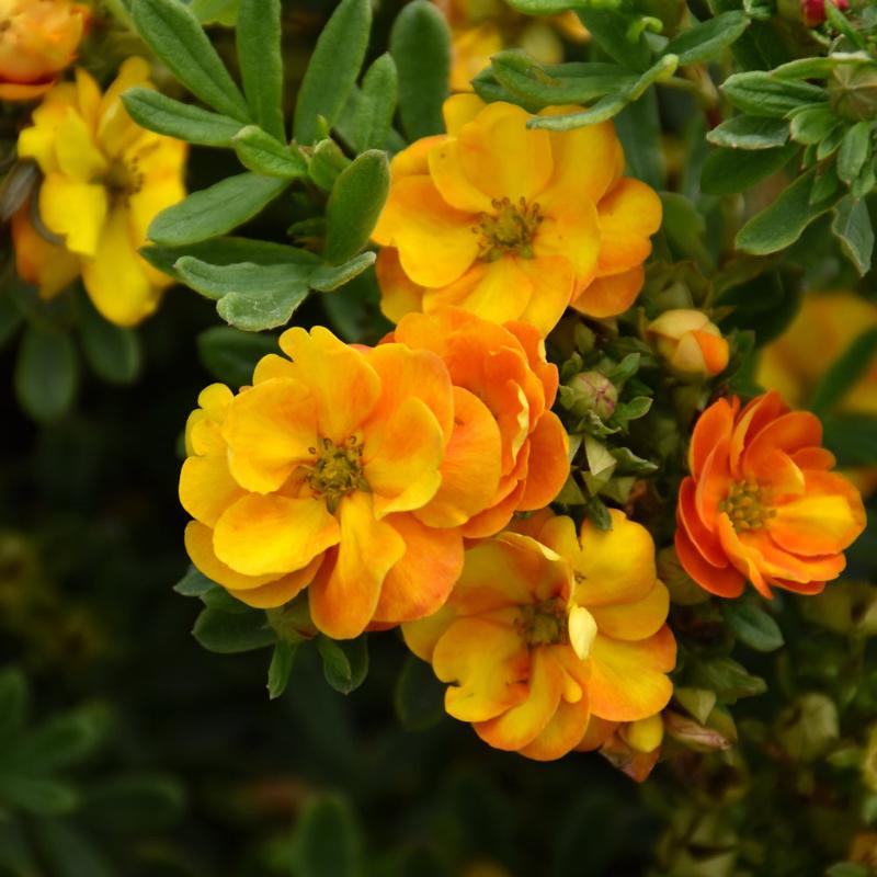 POTENTILLA MARMALADE