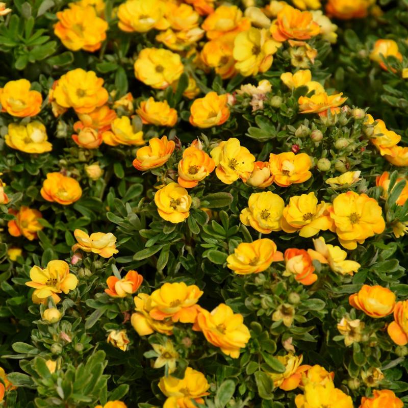 POTENTILLA MARMALADE