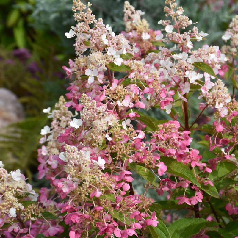 HYDRANGEA PINKY WINKY STANDARD