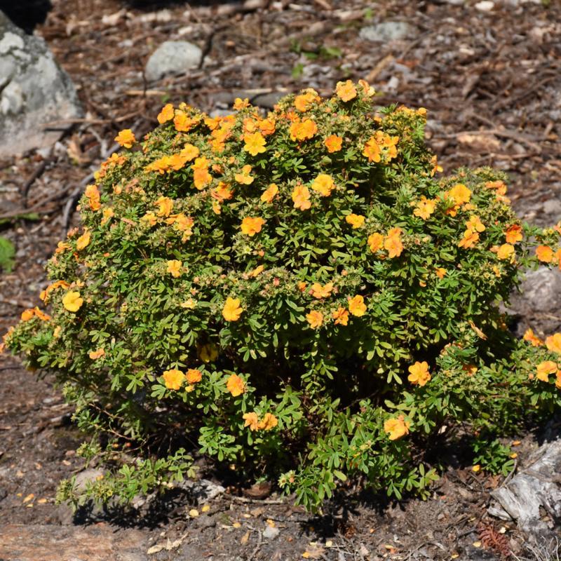 POTENTILLA MARMALADE