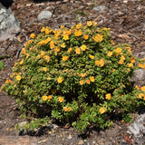 POTENTILLA MARMALADE