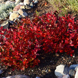 CHOKEBERRY LOW SCAPE MOUND