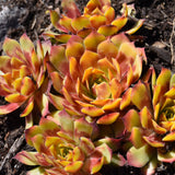 SEMPERVIVUM GOLD NUGGET