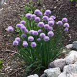 Organic Seed- Chives