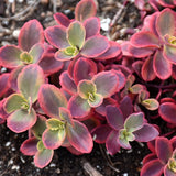 SEDUM WILDFIRE