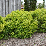 MOCK ORANGE GOLDEN