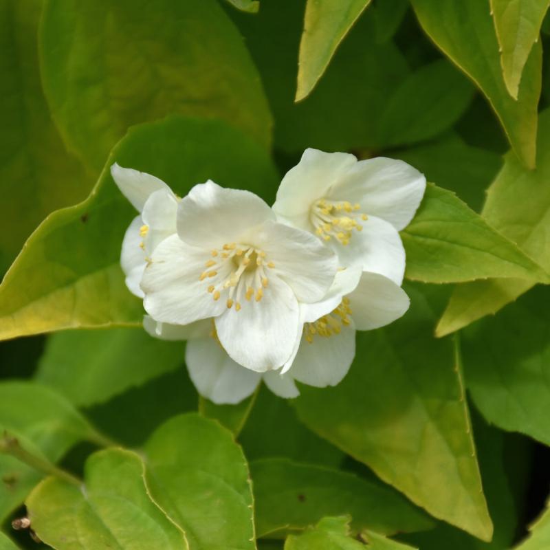 MOCK ORANGE GOLDEN