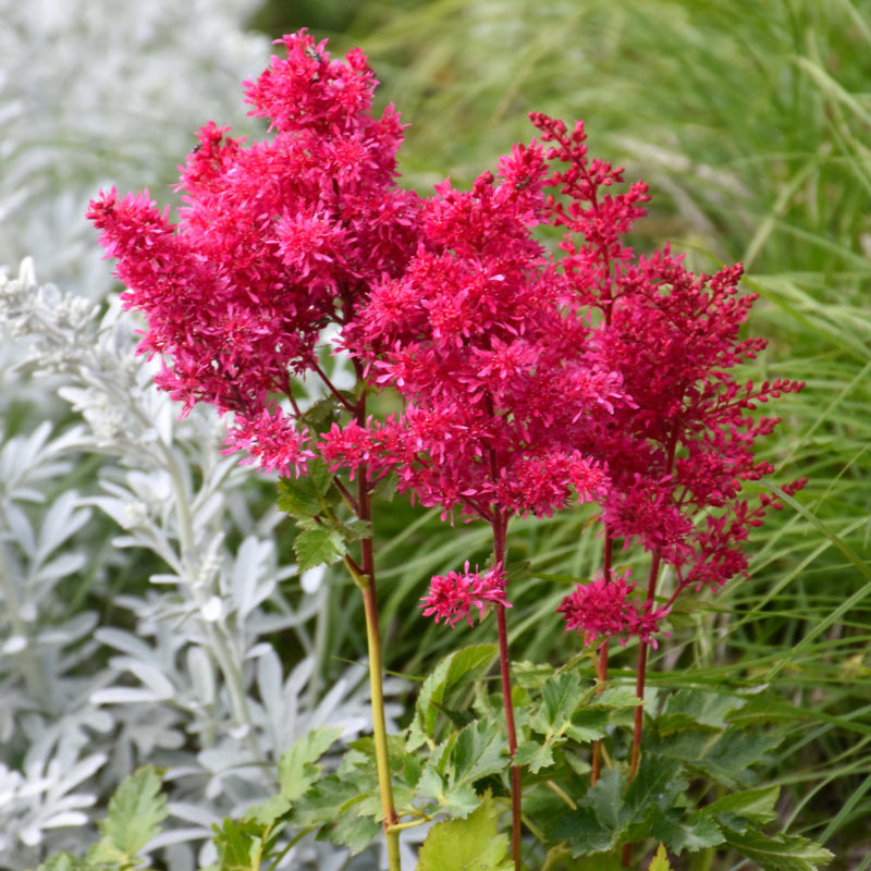 ASTILBE HEAVY METAL