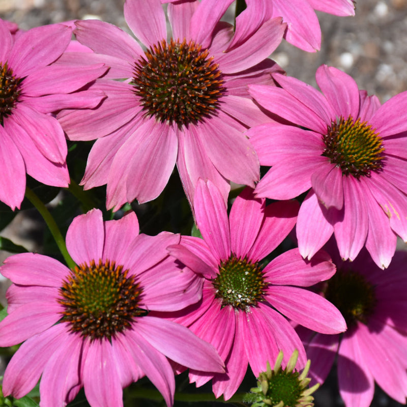 ECHINACEA POWWOW WILD BERRY