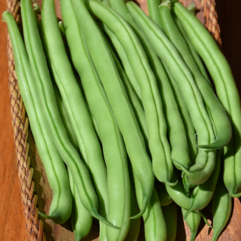 Seed- Bush Bean Blue Lake