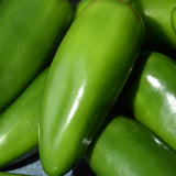 Organic Seed- Pepper Jalapeno