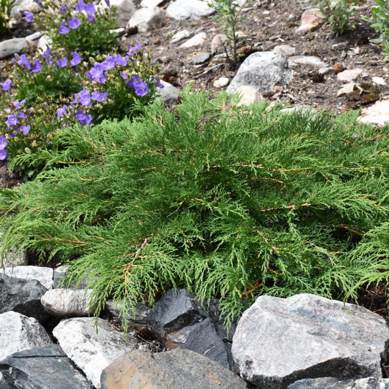 SIBERIAN CYPRESS 'CELTIC PRIDE'