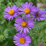 SYMPHYOTRICHUM NOVAE-ANGLIAE