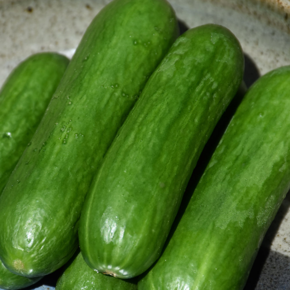 Seed- Slicing Cucumber Straight Eight