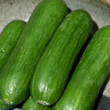 Seed- Slicing Cucumber Straight Eight