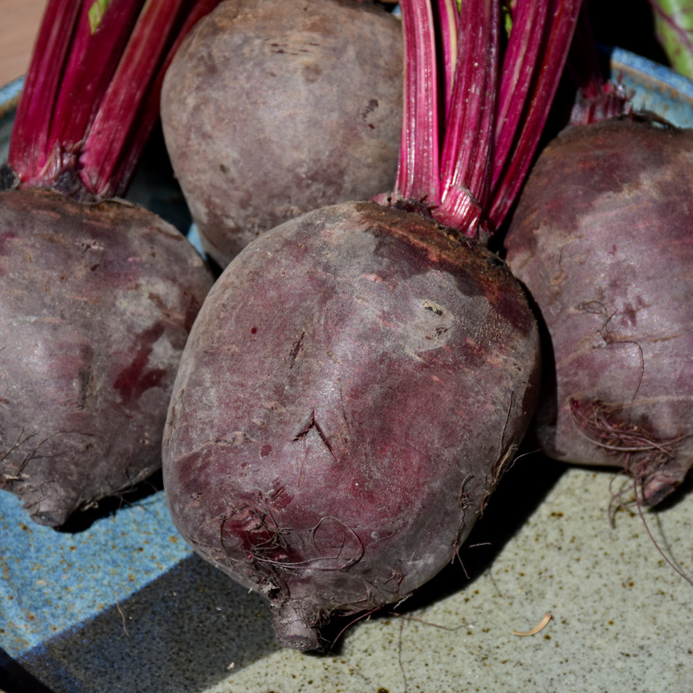 Seed- Beet Detroit Dark Red