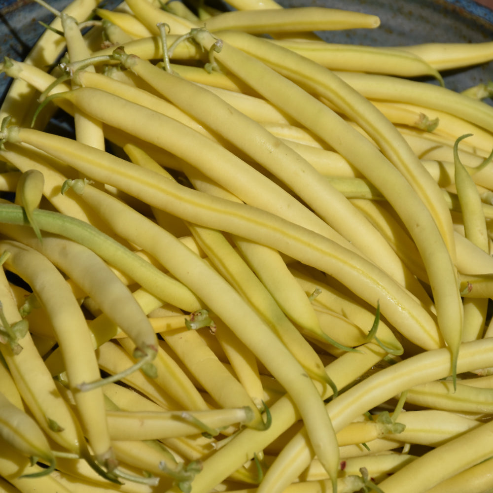 Seed - Bean Golden Butterwax