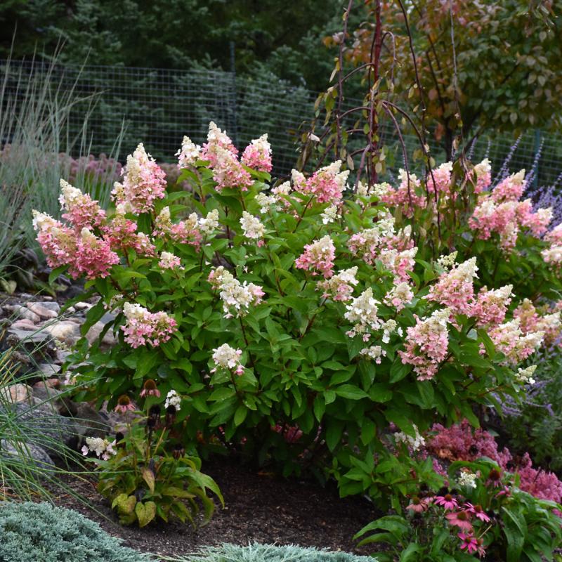 HYDRANGEA PINKY WINKY