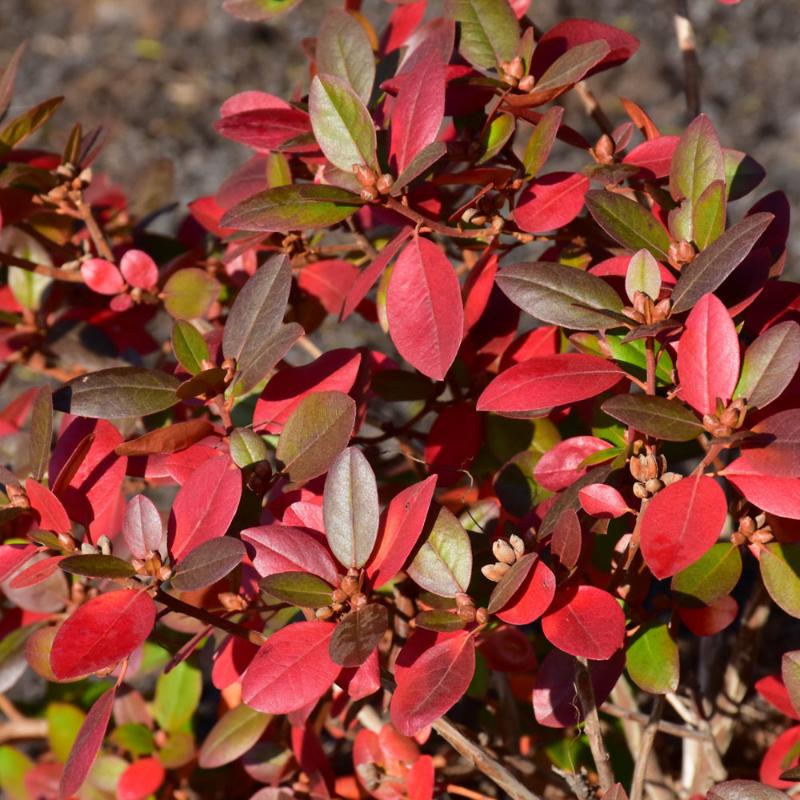 RHODODENDRON PJM