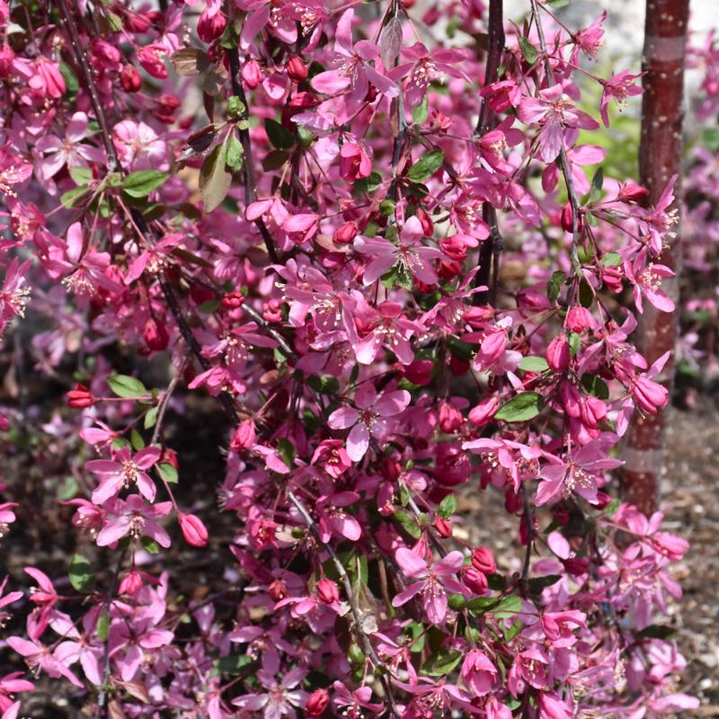 CRABAPPLE ROYAL BEAUTY