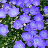 CAMPANULA RAPIDO BLUE