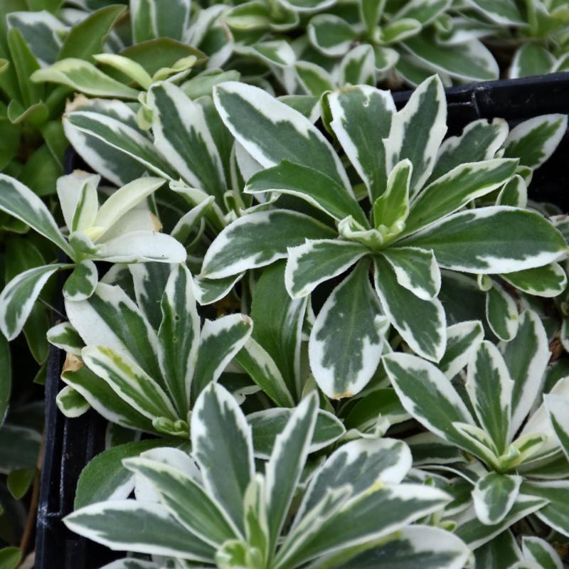 ALPINE ROCK CRESS VARIEGATED