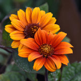 HELIOPSIS BLEEDING HEARTS