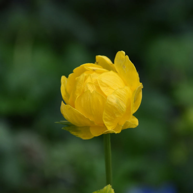 TROLLIUS LEMON QUEEN