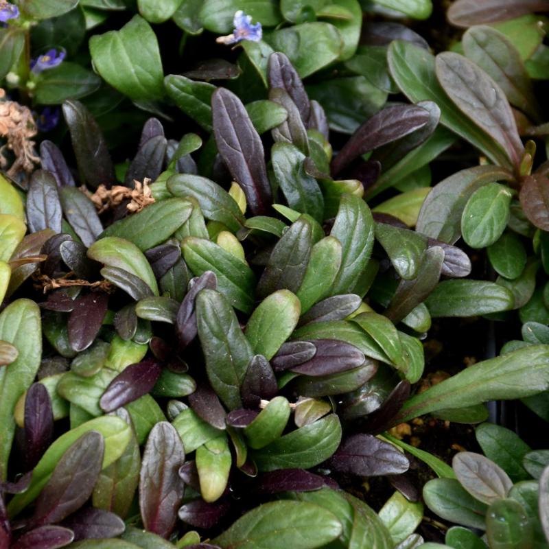 AJUGA NOBLE NIGHTINGALE