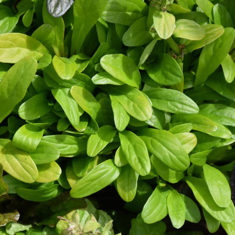 AJUGA CORDIAL CANARY