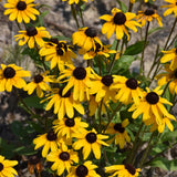 Seed- BLACK-EYED SUSAN