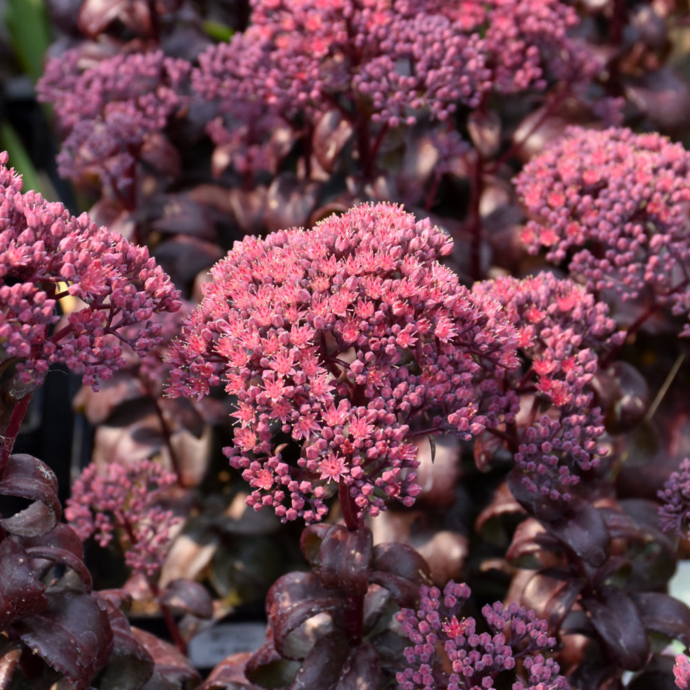 SEDUM DARK MAGIC