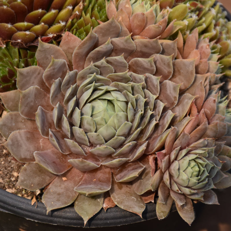 SEMPERVIVUM BERRY BLUES