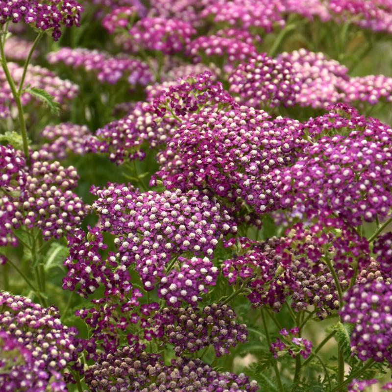 ACHILLEA NEW VINTAGE VIOLET